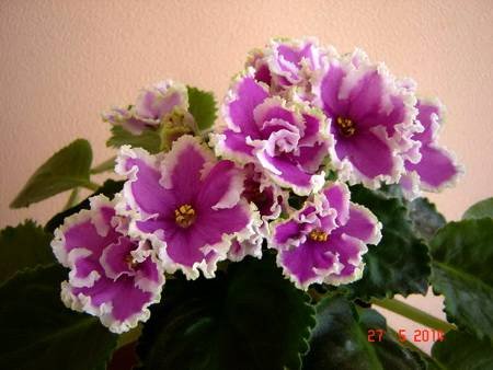 Эсмеральда4